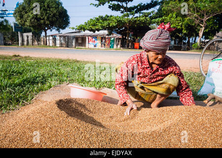 Erntezeit in Kambodscha, Asien. Stockfoto