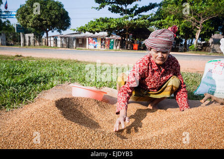 Erntezeit in Kambodscha, Asien. Stockfoto