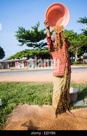 Erntezeit in Kambodscha, Asien. Die alte Frau Worfeln Reis. Stockfoto