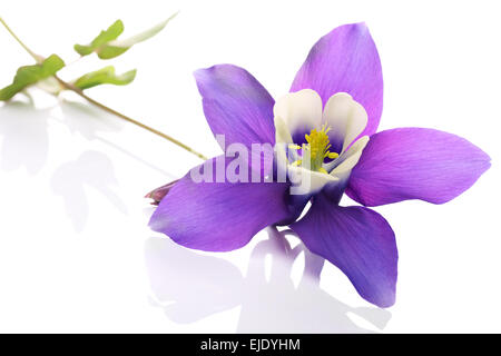 Akelei Blüte umgangsprachlich Columbine oder Omas Motorhaube. Ihr Lebensraum sind Wiese oder Wald. Stockfoto