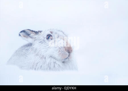 Schneehase Lepus Timidus Nahaufnahme Portrait eines Erwachsenen in seiner weißen Wintermantel versucht, sich im Schnee zu verbergen. Stockfoto