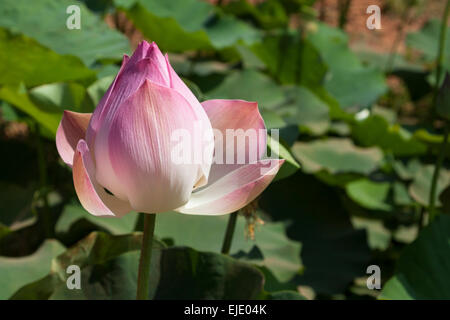 Blauer Lotus - Blume Indian (Nelumbo Nucifera), Arten der Seerose-Familie von Pflanzen (Nymphaeceae), Kambodscha, Asien. Stockfoto