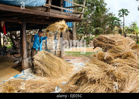 Erntezeit in Kambodscha, Asien. Stockfoto
