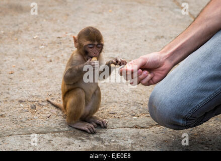 Affenbaby Essen Erdnüsse im Galtaji Hanuman Hindu-Tempel in der Nähe von Jaipur, Rajasthan, Indien Stockfoto