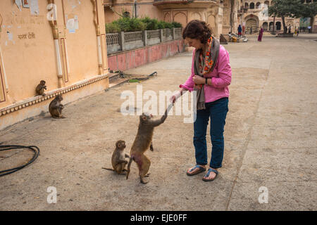 Frau, Fütterung Affen bei Galtaji Hanuman Hindu-Tempel in der Nähe von Jaipur, Rajasthan, Indien Stockfoto