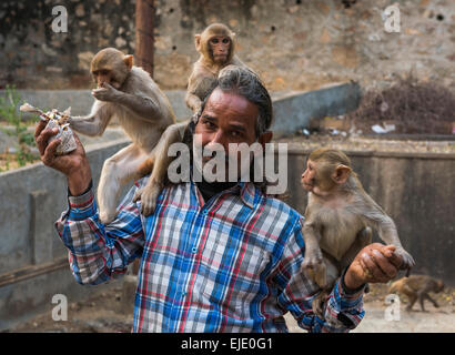 Mann, die Fütterung Affen bei Galtaji Hanuman Hindu-Tempel in der Nähe von Jaipur, Rajasthan, Indien Stockfoto