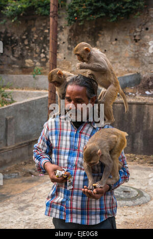 Mann, die Fütterung Affen bei Galtaji Hanuman Hindu-Tempel in der Nähe von Jaipur, Rajasthan, Indien Stockfoto