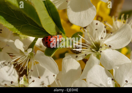 Marienkäfer auf Blätter mit Bradford Birne Blüten. Naturen schönes Bild von Insekten und Blüten. Farbenfrohe natürliches Image. Stockfoto