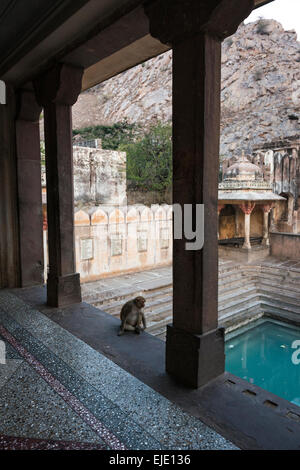 Galtaji Hanuman Hindu-Tempel in der Nähe von Jaipur, Rajasthan, Indien Stockfoto