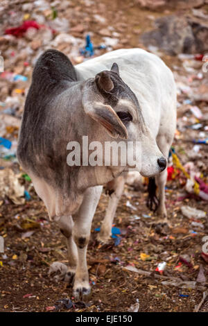 Heilige Kuh im Galtaji Hanuman Hindu-Tempel in der Nähe von Jaipur, Rajasthan, Indien Stockfoto