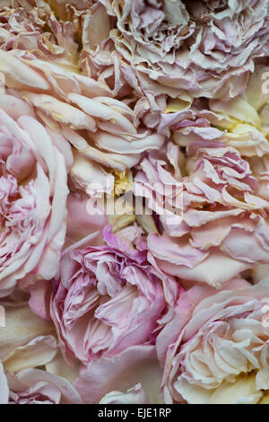 Pastell rose Blume getrocknete Blütenblätter Stockfoto