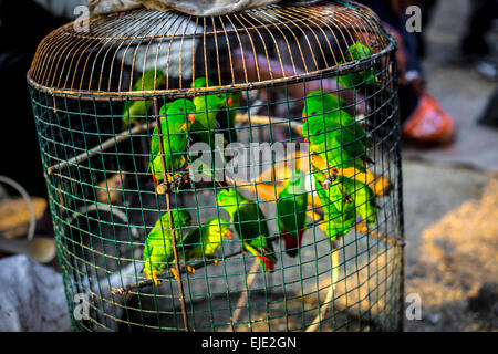 BALI. Indonesien. Birdie zu verkaufen. Stockfoto