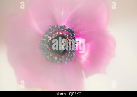 Rosa lila Anemone Blume in hellem Sonnenlicht Stockfoto