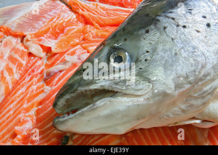 Roher Lachs-Kopf auf Haufen geschnittenes Lachsfilet Stockfoto