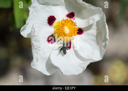 hellen Rock rose Blume mit Insekt Stockfoto