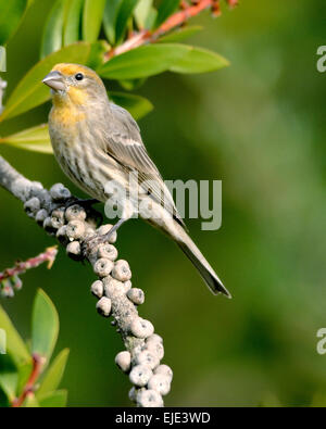 Ein Hausfink-Vogel (Carpodacus mexicanus), der auf einem Ast thront und vor einem verschwommenen Hintergrund abgebildet ist Stockfoto