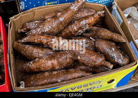 Manihot Esculenta, bekannt als Yuca, Maniok, brasilianische Pfeilwurz, Maniok und Tapioka für den Verkauf außerhalb ein Convenience-Store. Stockfoto
