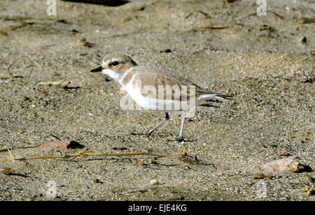 Ein Western Snowy Plover Vogel (charadrius alexandrinus nivosus) auf dem Boden. Stockfoto