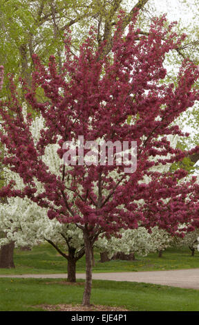 AMERIKANISCHE Meisterwerk Malus, Zierapfel Vielfalt Stockfoto