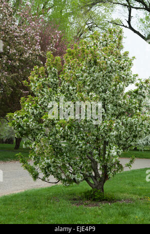 CINDERELLA Malus, Zierapfel Vielfalt Stockfoto