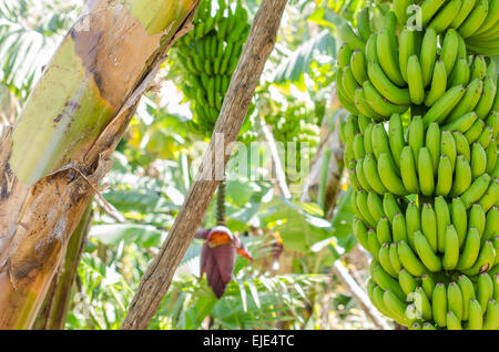 Bananenbaum mit einem Bündel von Bananen in La Palma, Kanarische Insel, Spanien. Stockfoto