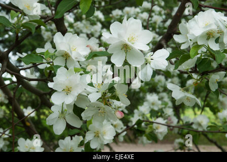 Malus Flamme, Zierapfel Vielfalt Stockfoto