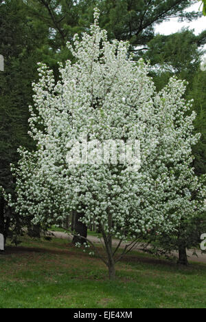 Malus, Zierapfel Vielfalt Stockfoto