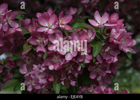 Malus RED JADE, Zierapfel Vielfalt Stockfoto