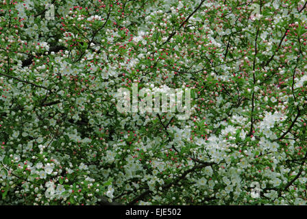 Malus SCHNEEWEHE Holzapfel Stockfoto