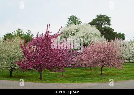 Obst-Sorten in Blüte - fotografiert an der Arie Den Boer Arboreturm in Des Moines Stockfoto