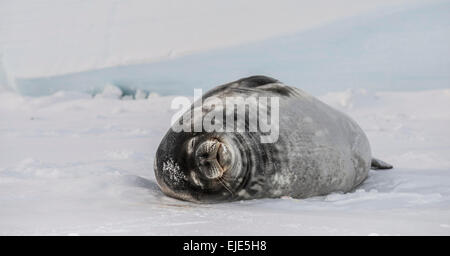 Weddell Seal (Leptonychotes Weddellii) auf der gefrorenen Oberfläche der Ross-See. Stockfoto