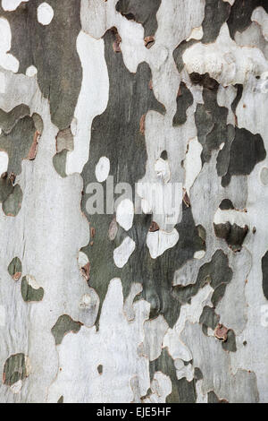 Rinde einer Platane (Platanus SP.) in Bourg d ' Oisans, Hautes-Alpes, Frankreich. Stockfoto