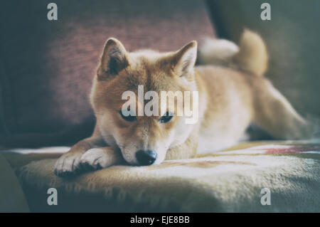 Vintage Siba Inu Hund lag auf dem sofa Stockfoto