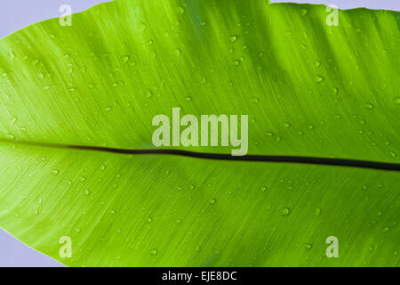 Detail des Wassers sinkt auf Blatt Stockfoto