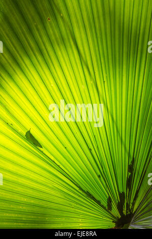 Palm Blatt-Muster mit als Natur Hintergrund Stockfoto