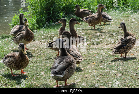 Gruppe von Braun Enten nach verschiedenen Richtungen auf Gras Stockfoto