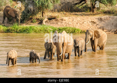Eine Herde Elefanten, die Überquerung des Uaso N'giro Flusses in Samburu, Kenia. Stockfoto