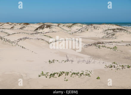 Dünen und Strand in South Padre Island, Texas, USA. Stockfoto