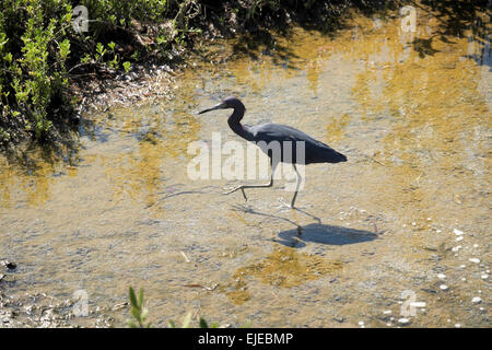 Dreifarbige Egret stalking Beute auf South Padre Island, Texas, USA Stockfoto