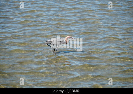 Dreifarbige Egret stalking Beute auf South Padre Island, Texas, USA Stockfoto