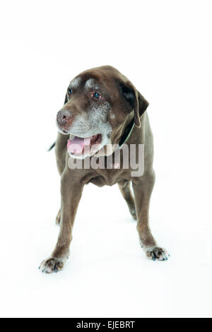 Alte braune Labrador Hund isoliert auf weißem Hintergrund. Studio gedreht. Stockfoto
