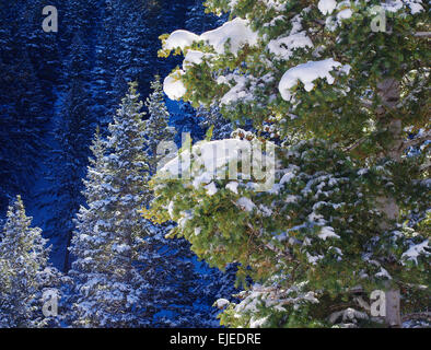 Schnee auf Kiefer Bäume, Wasatch Mountains, Utah, Vereinigte Staaten. Stockfoto