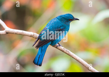 Weibliche asiatische Märchen-Bluebird (Irena Puella) Stockfoto