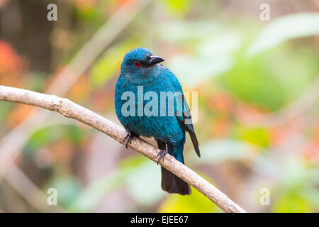 Weibliche asiatische Märchen-Bluebird (Irena Puella) Stockfoto