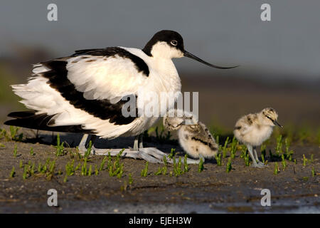 Pied Säbelschnäbler (Recurvirostra Avosetta) mit jungen, Texel, West Ostfriesischen Inseln, Provinz Nord-Holland, Holland Stockfoto