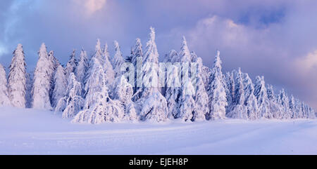 Winterlandschaft, verschneite Tannen, abends Licht, Schauinsland, Schwarzwald, Baden-Württemberg, Deutschland Stockfoto