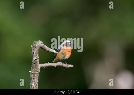 Gartenrotschwanz; Phoenicurus Phoenicurus; Einzigen männlichen Cumbria; UK Stockfoto