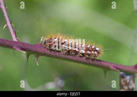 Knot Grass Moth Caterpillar; Acronicta Rumicis Cornwall; UK Stockfoto