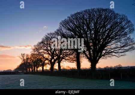 Cumbria, England, UK. 25. März 2015. Sonnenaufgang über dem Ackerland in der Nähe von Wigton. Die Felder sind nach einer kalten klaren Nacht Frost bedeckt und eine Reihe von alten Eichen in der Hecke ist Silhouette gegen den Sonnenaufgang Himmel Credit: Julie Fryer/Alamy Live News Stockfoto