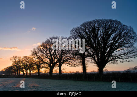 Cumbria, England, UK. 25. März 2015. Sonnenaufgang über dem Ackerland in der Nähe von Wigton. Die Felder sind nach einer kalten klaren Nacht Frost bedeckt und eine Reihe von alten Eichen in der Hecke ist Silhouette gegen den Sonnenaufgang Himmel Credit: Julie Fryer/Alamy Live News Stockfoto